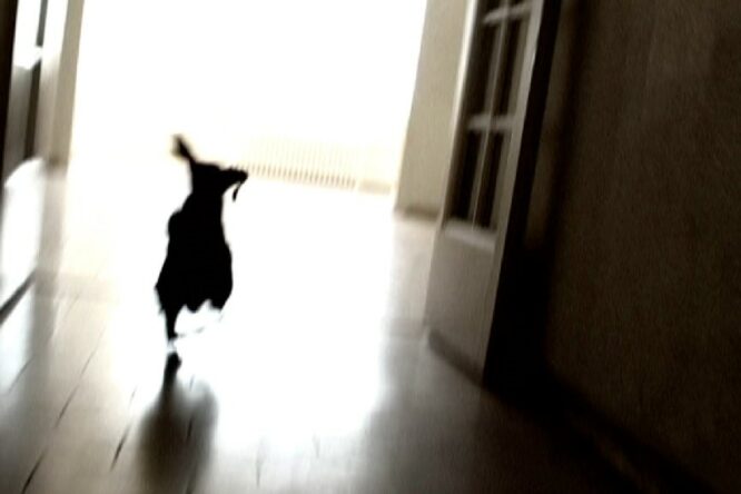 Color Runaway Dog